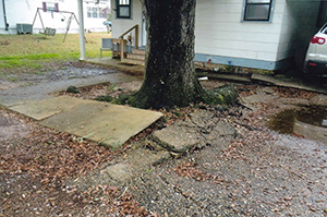 DavidSmithTreeServices Stump Grind 07 AA